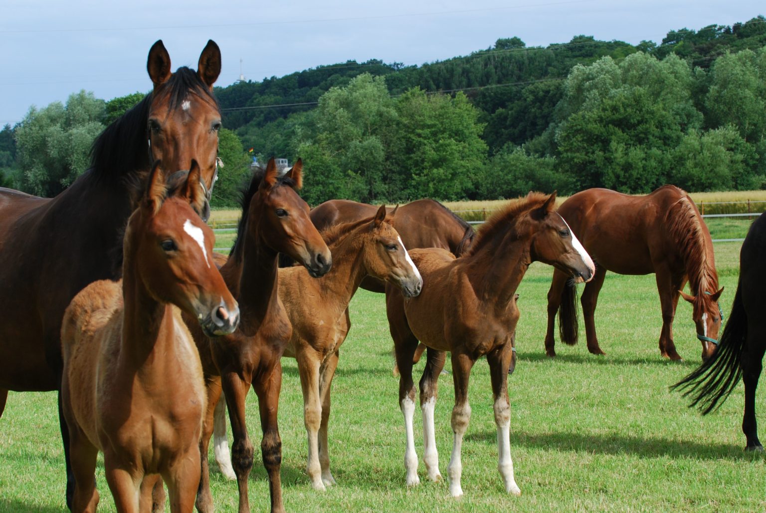 Startseite Gut Dalheim